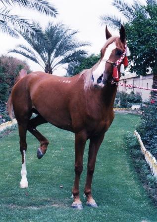 Click to Enlarge - IRAQ 2005 winner RAJWAT OMAR